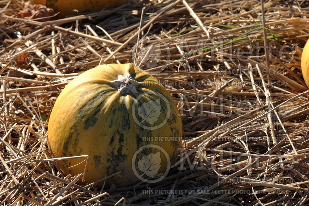 Cucurbita Ronde de Nice aka Round Nice (Squash zucchini) 1