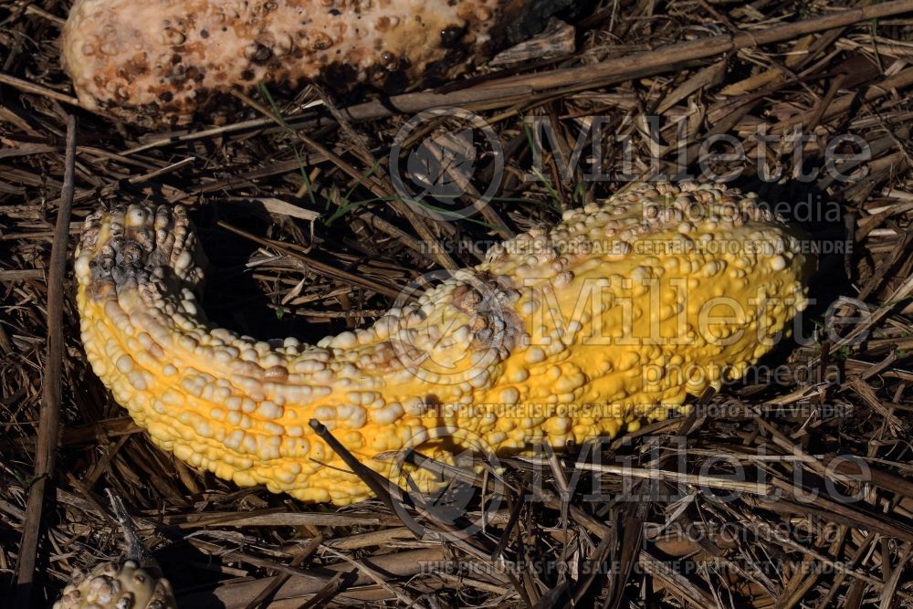 Cucurbita Rugosa Friulana (Squash Zucchini) 1