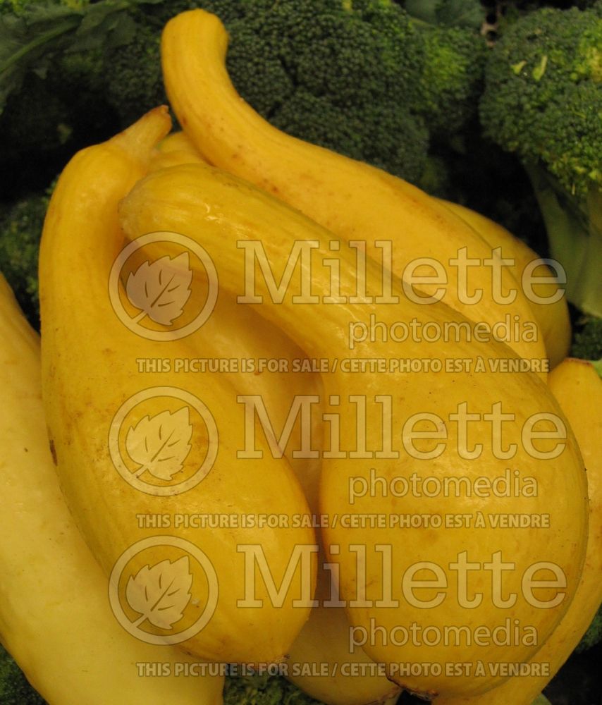 Cucurbita Crookneck (Squash courgette gourd vegetable) 1