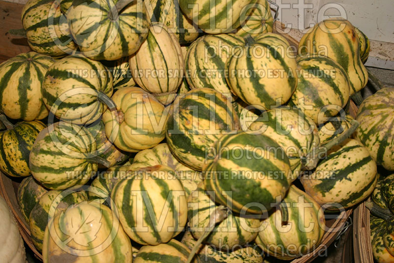 Cucurbita Sweet Dumpling (Squash) 1