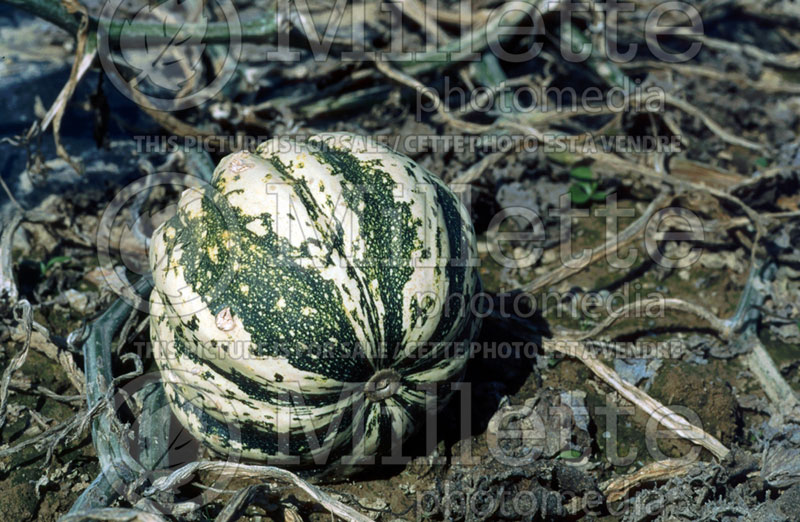 Cucurbita Sweet Dumpling or Patidou (Squash) 2