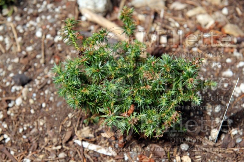 Cunninghamia Little Leo (Hayata Tree, conifer)  1 