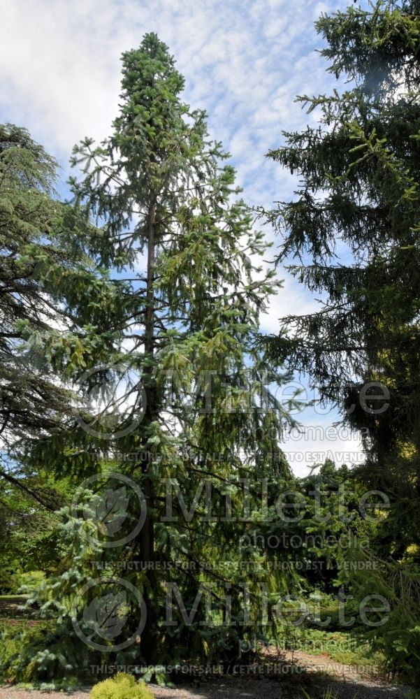 Cunninghamia Glauca (China fir) 1 