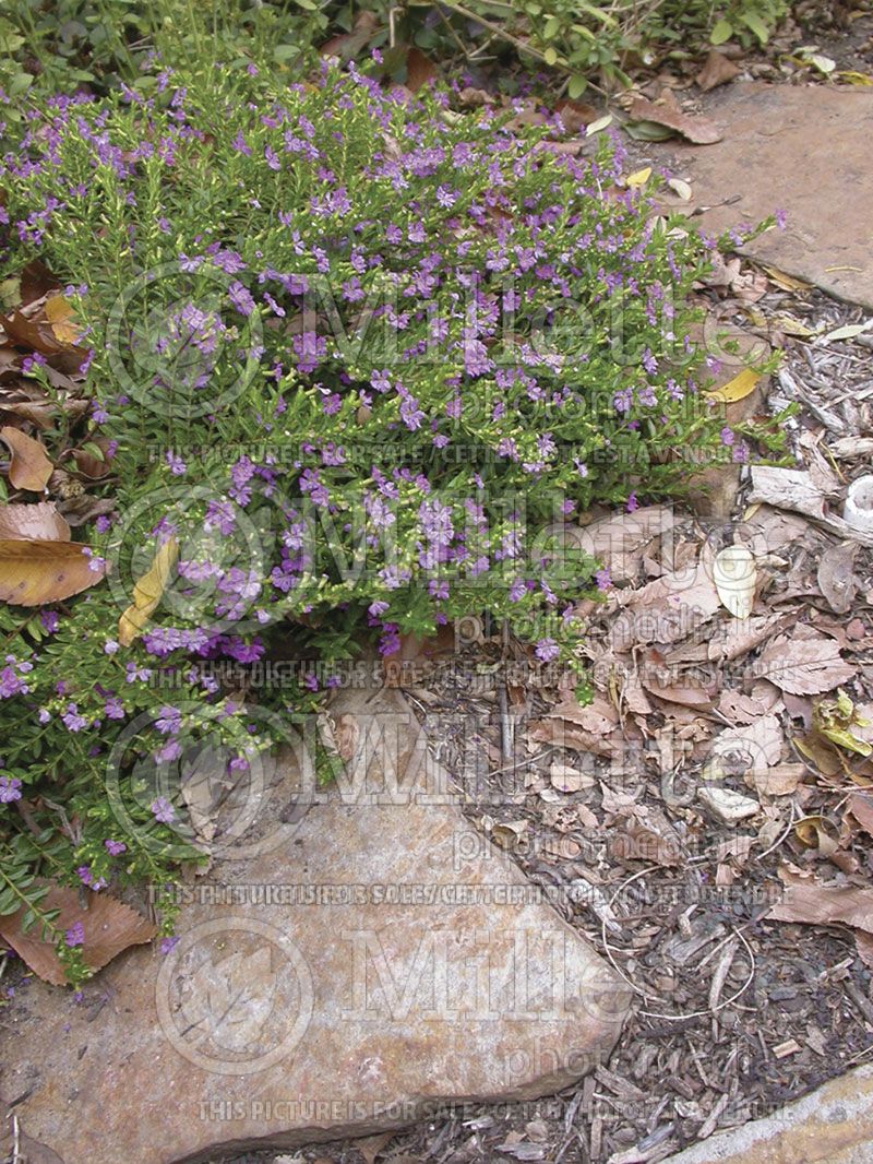 Cuphea hyssopifolia (Cuphea)  1