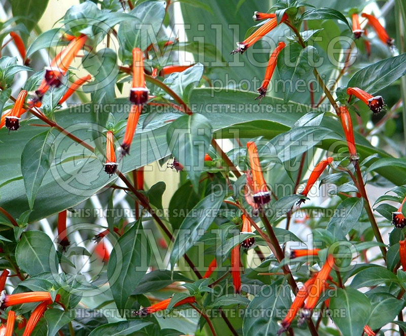 Cuphea Dynamite (Cigar Plant) 1 