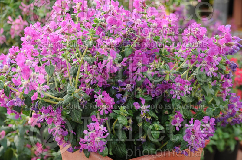 Cuphea Sriracha Violet (False Heather) 1 