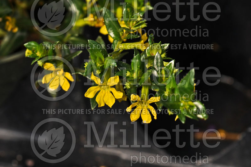 Cuphea Mellow Yellow (Mexican Heather) 1 