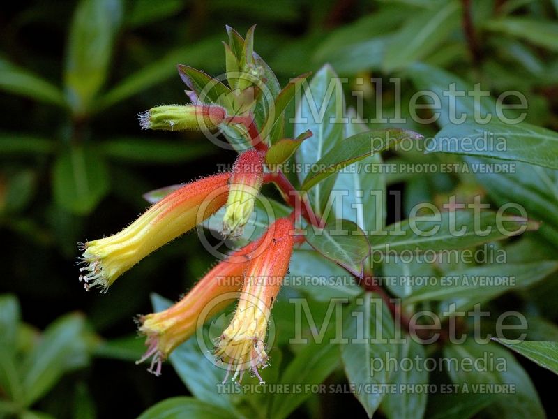 Cuphea micropetala (Cigar Plant) 8 