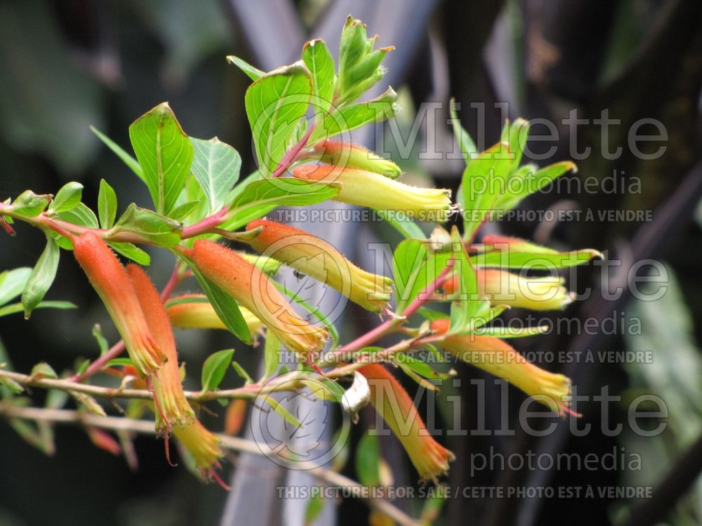 Cuphea micropetala (Cigar Plant) 2 