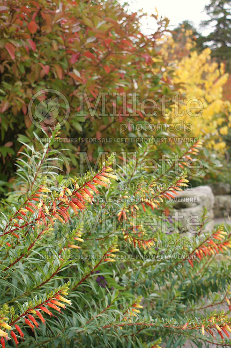 Cuphea micropetala (Cigar Plant) 3 