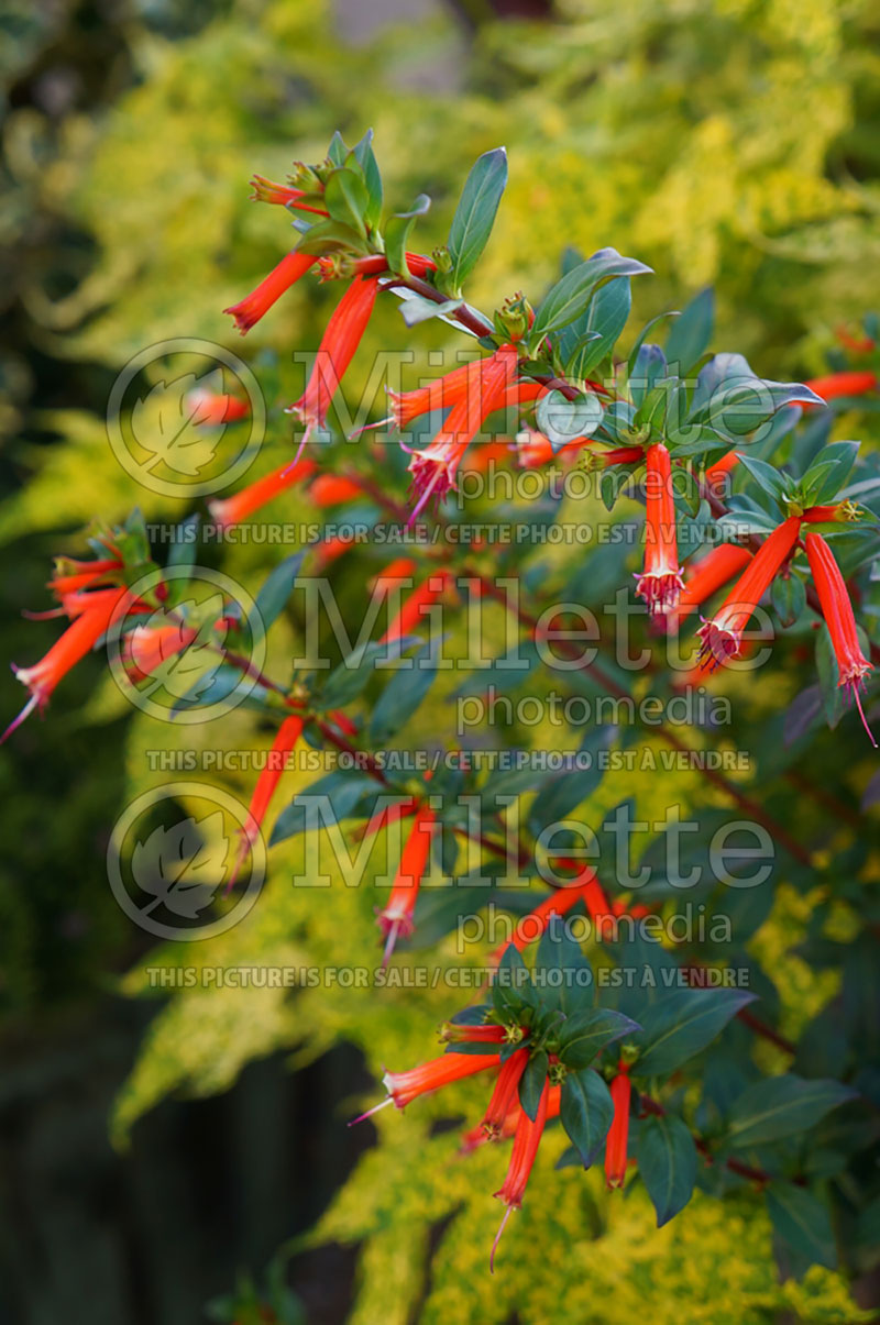 Cuphea micropetala (Cigar Plant) 4 