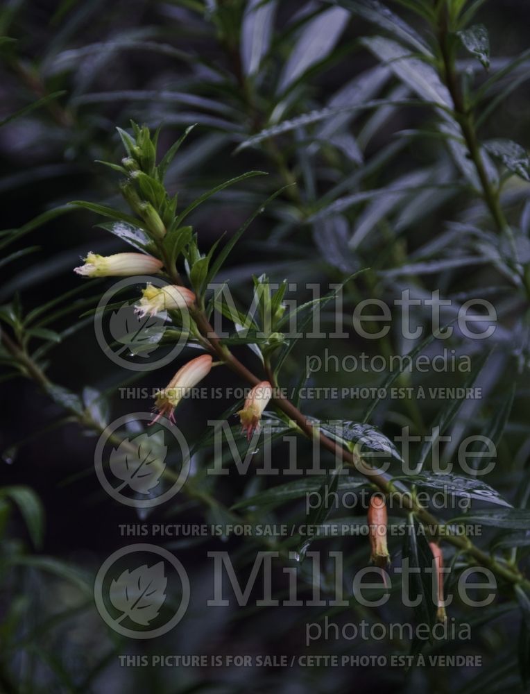 Cuphea micropetala (Cigar Plant) 7 