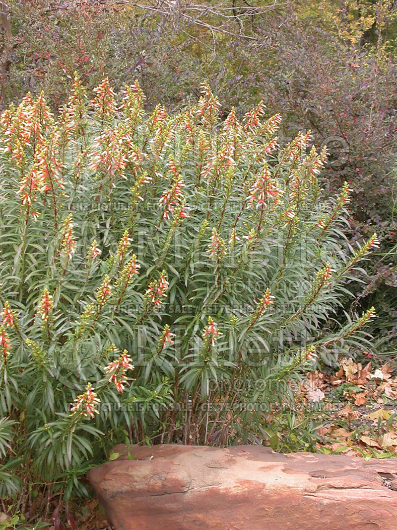 Cuphea micropetala (Cigar Plant) 6 