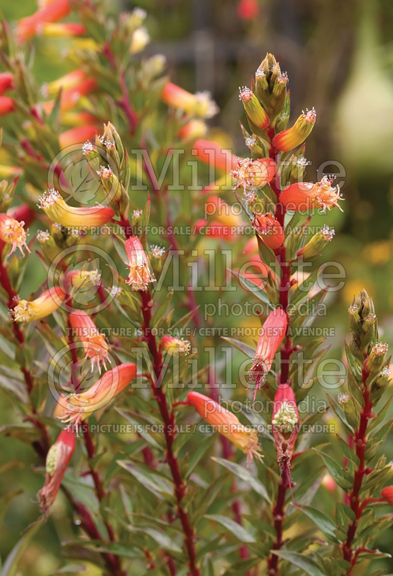 Cuphea micropetala (Cigar Plant) 5 