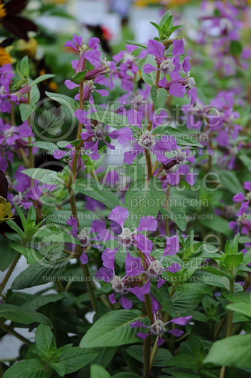 Cuphea Starlet  (Mexican Heather) 1 