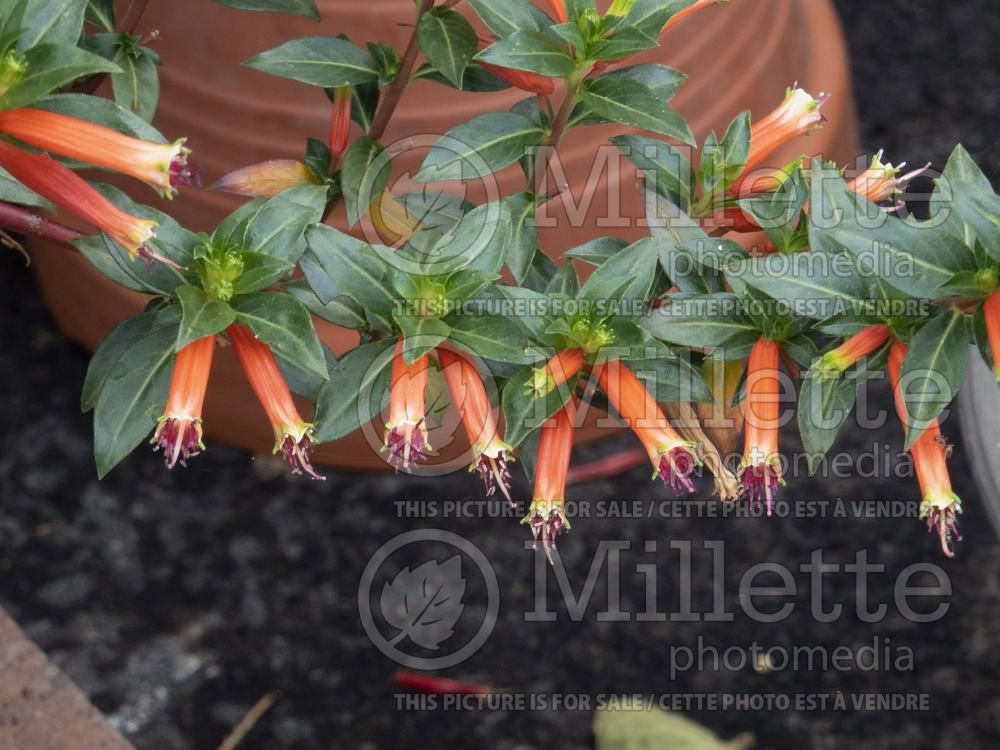 Cuphea Vermillionaire (Firecracker Plant Cuphea) 5