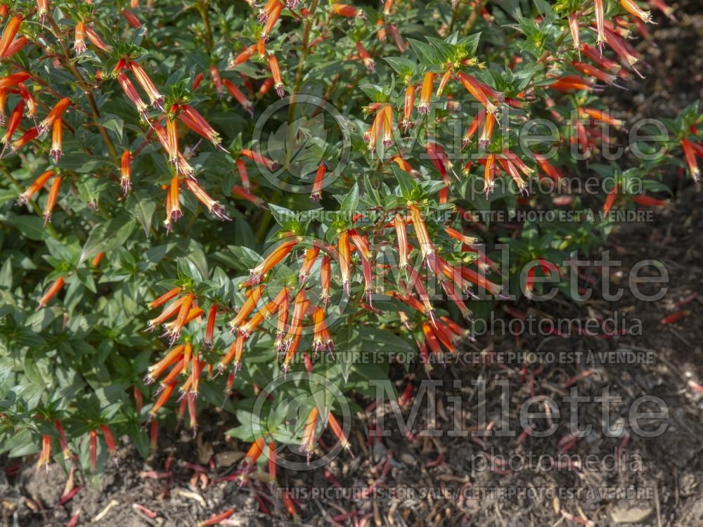 Cuphea Vermillionaire (Firecracker Plant Cuphea) 7