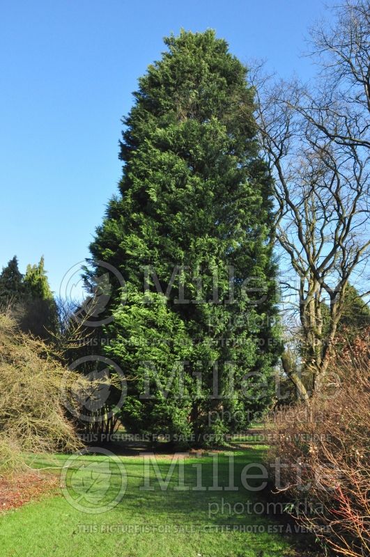 Cupressocyparis leylandii (Leyland Cypress conifer) 1