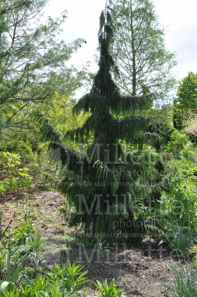 Cupressocyparis Naylor's Blue (Leyland Cypress conifer) 1