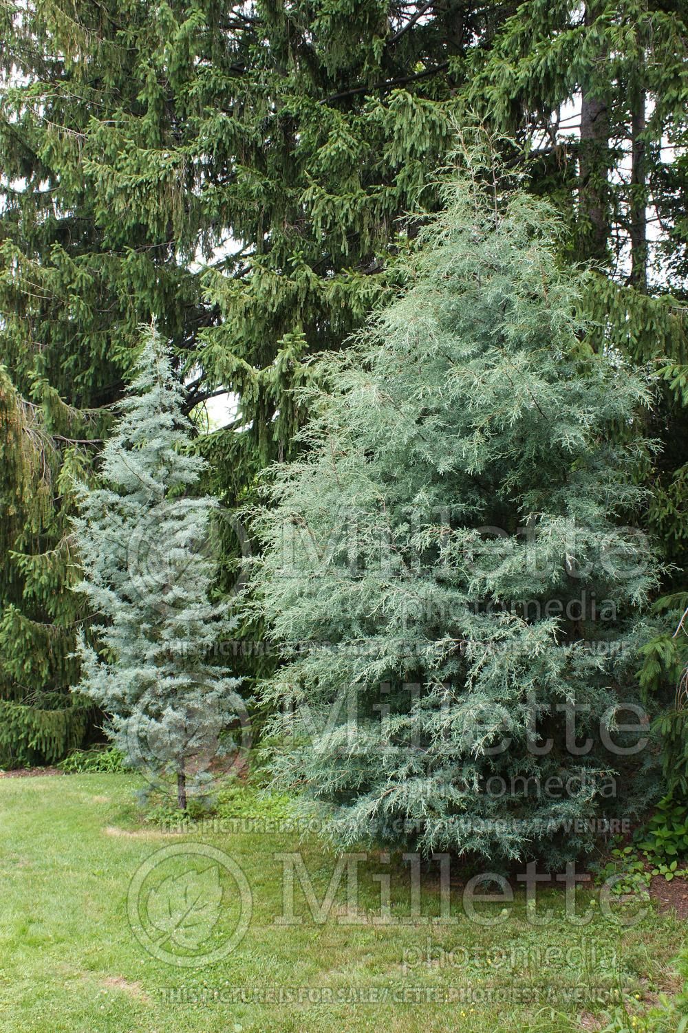Cupressus Carolina Sapphire (Cypress conifer) 2