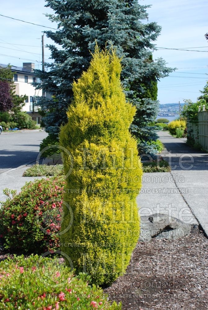 Cupressus Swane's Golden (Cypress conifer) 3