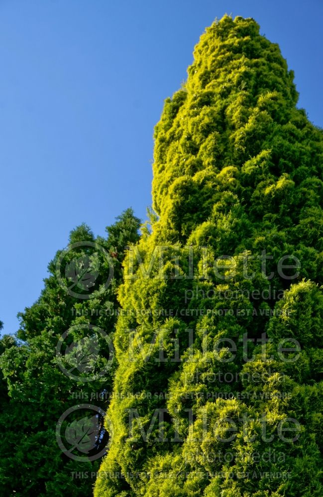 Cupressus Swane's Golden (Cypress conifer) 4