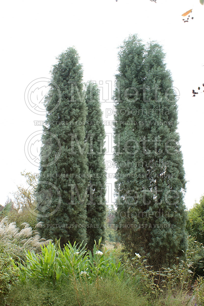 Cupressus Blue Ice (Cypress conifer) 1