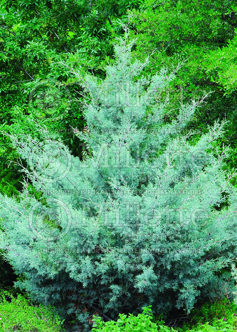 Cupressus Blue Ice (Cypress conifer) 2