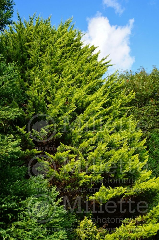 Cupressus Donard Gold (Cypress conifer) 1