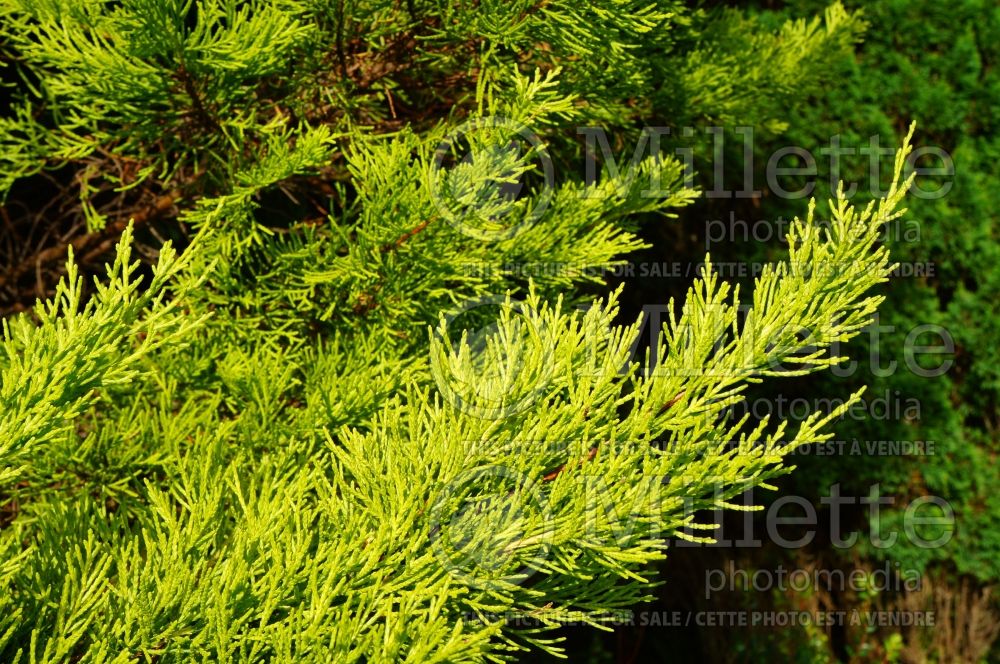 Cupressus Donard Gold (Cypress conifer) 2