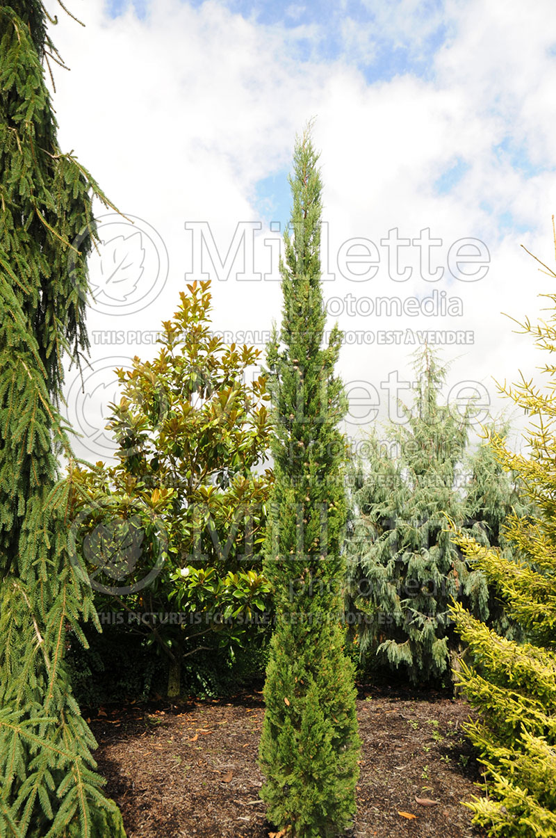 Cupressus Karoonda (Cypress conifer)  1