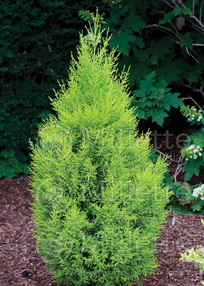 Cupressus Wilma Goldcrest (Monterey Cypress conifer) 1 