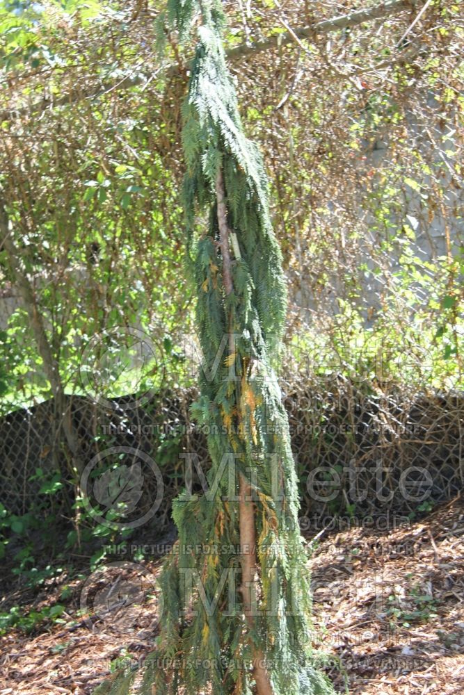 Chamaecyparis Green Arrow (Cypress conifer) 1