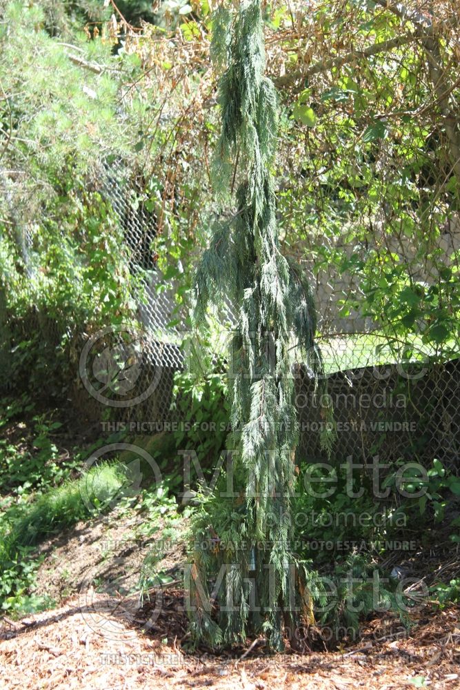 Chamaecyparis Green Arrow (Cypress conifer) 2