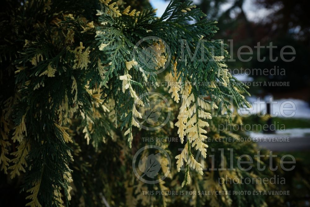 Cupressus Sparkling Arrow (Monterey Cypress conifer) 2 
