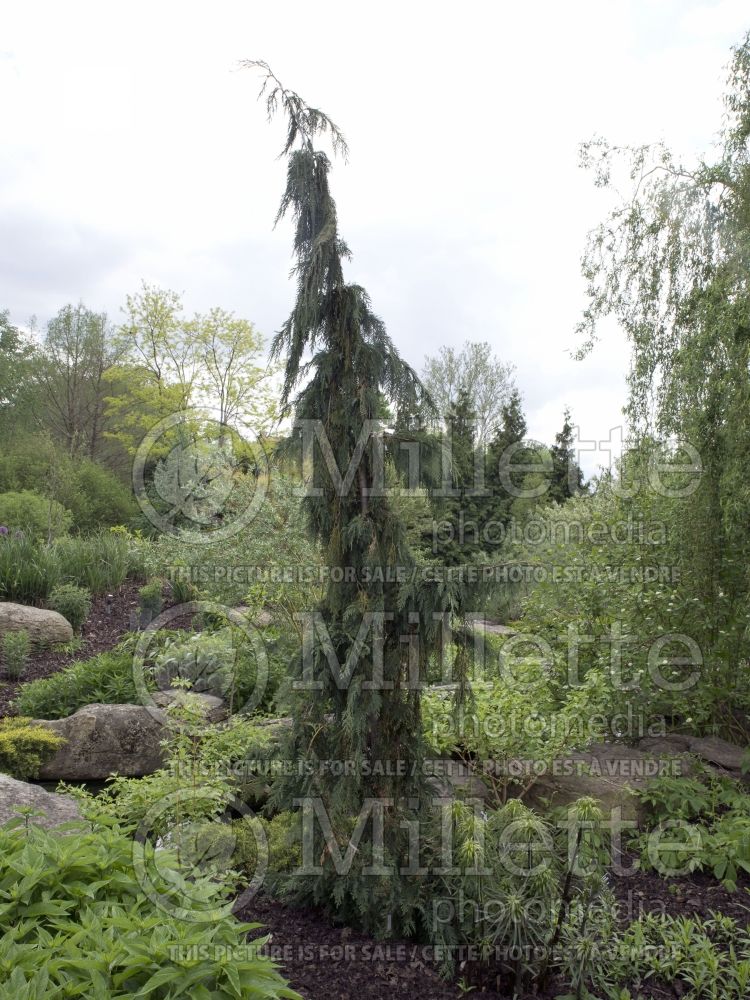 Chamaecyparis Green Arrow (Cypress conifer) 5