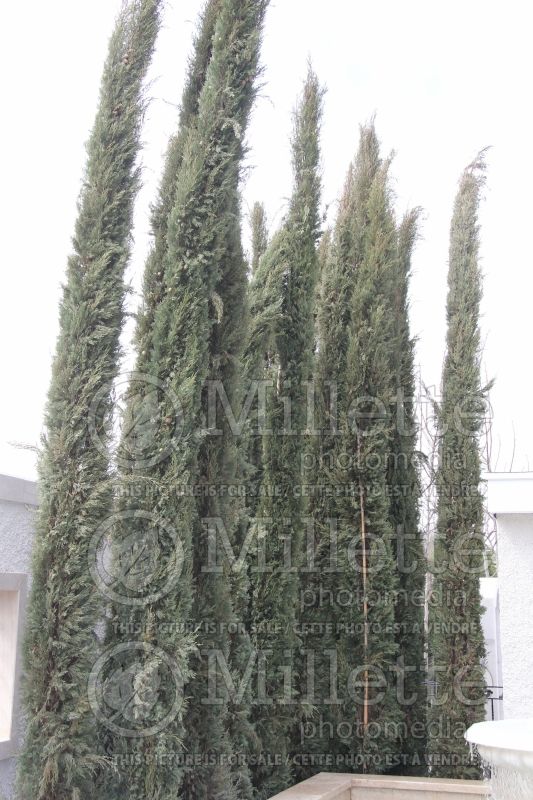 Cupressus sempervirens (Cypress conifer) 1