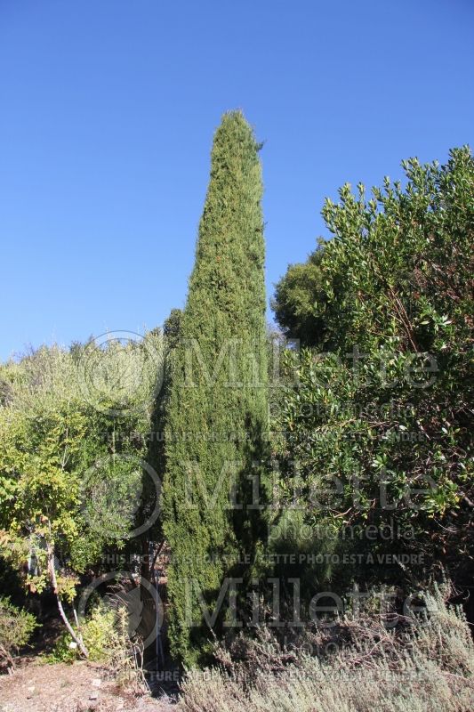 Cupressus sempervirens (Cypress conifer) 3