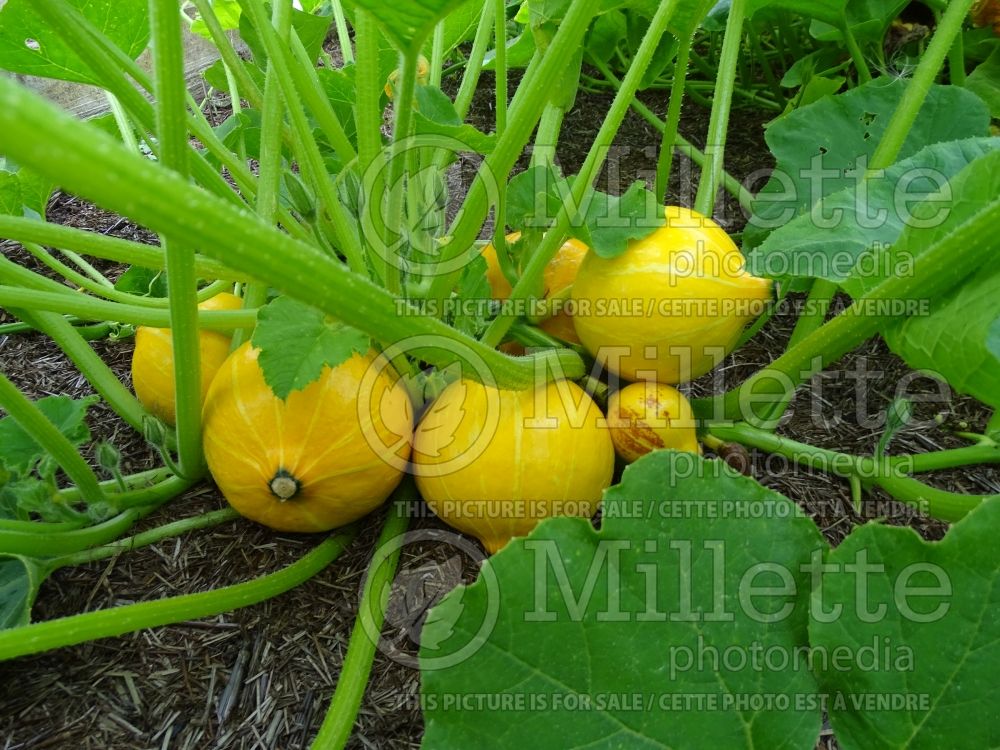 Curcubita Yellow Eight Ball (Squash courgette gourd vegetable) 1