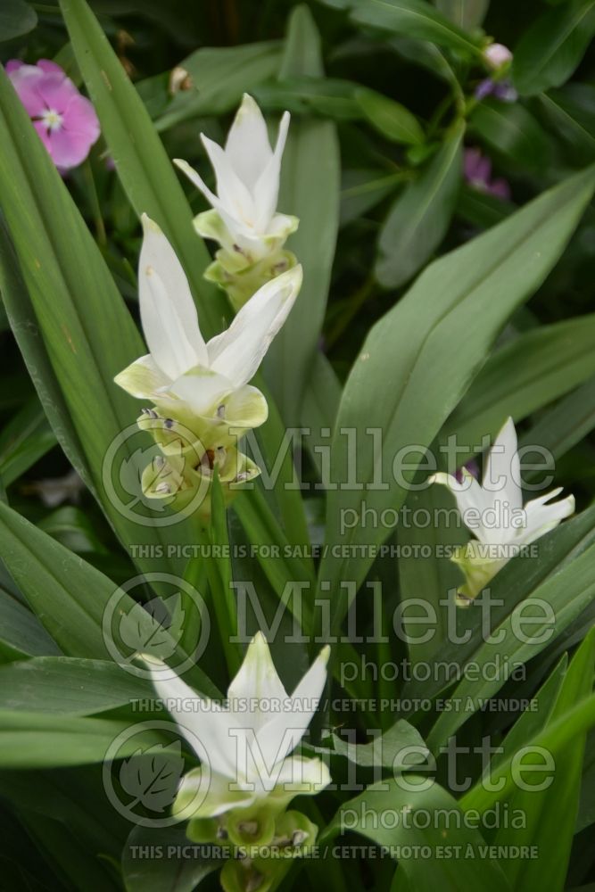 Curcuma alismatifolia (Siam tulip) 1 