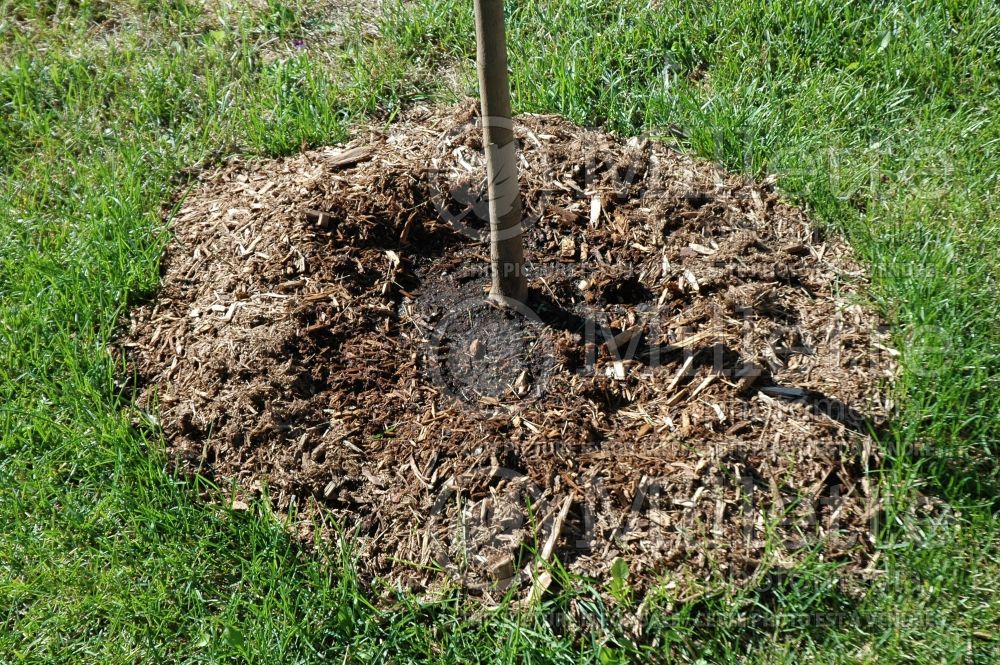 Watering space after planting a new tree - garden works 1