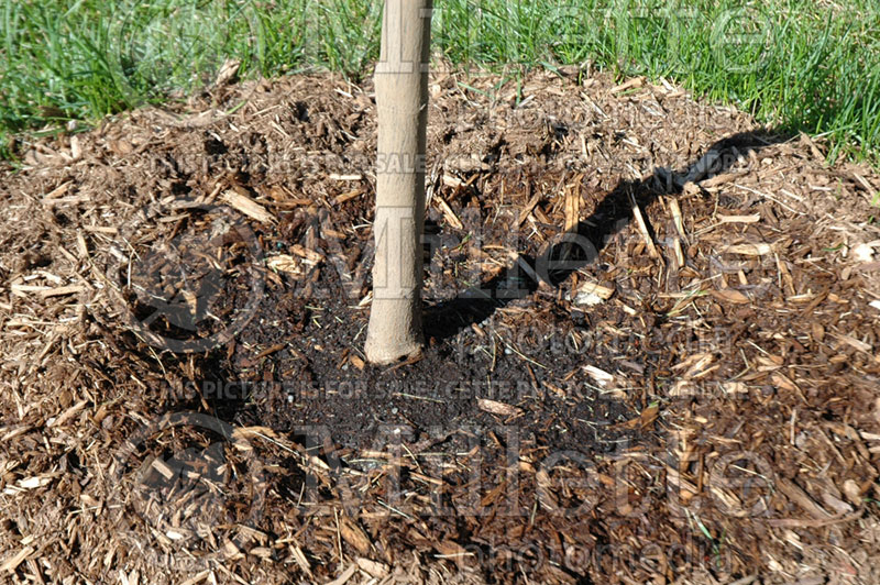 Watering space after planting a new tree - garden works 2