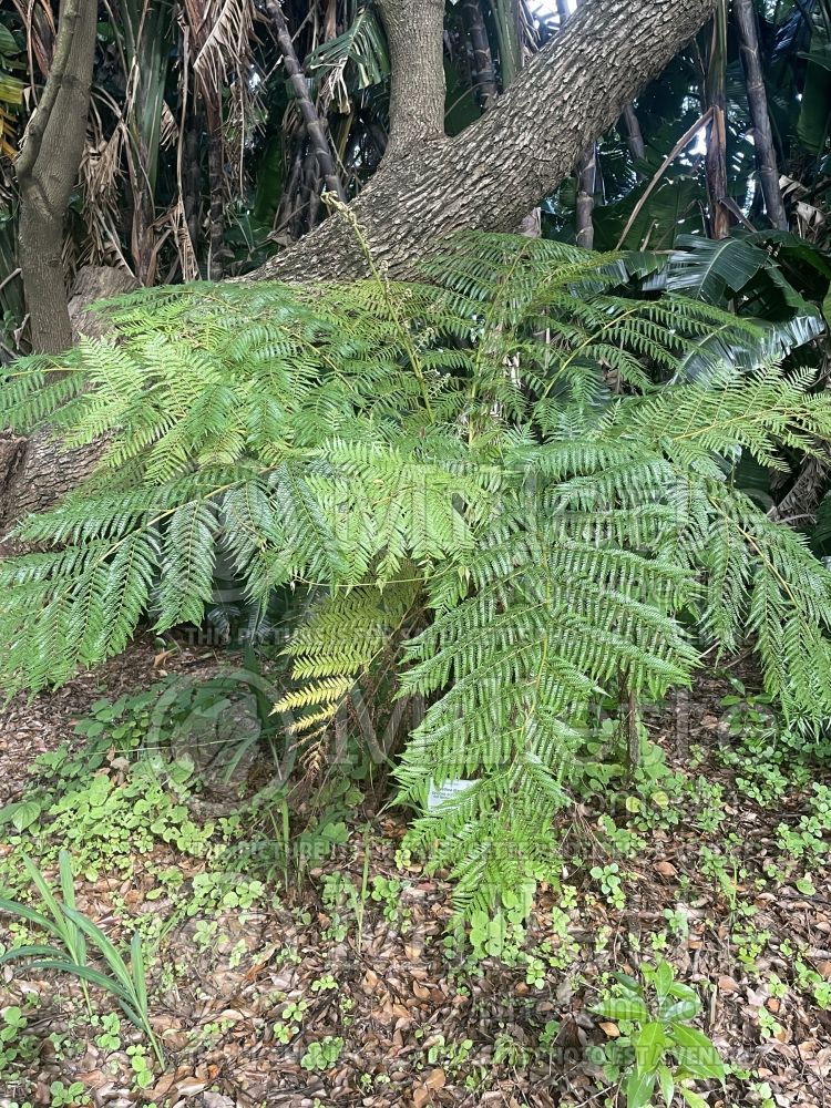 Cyathea dregei aka Alsophila dregei (silver fern) 1 