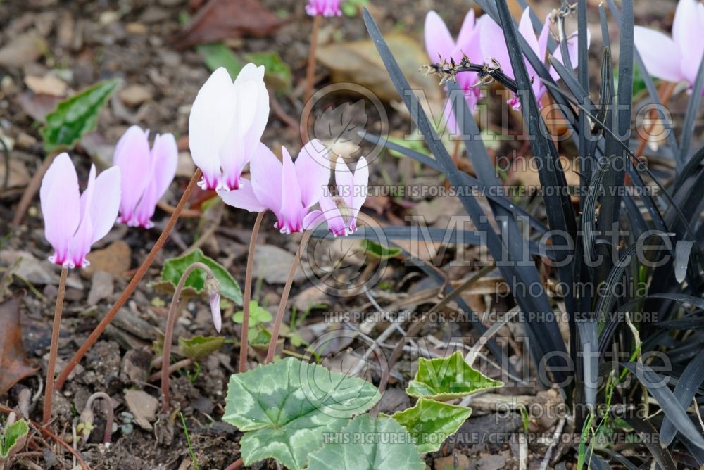 Cyclamen hederifolium (ivy-leaved cyclamen or sowbread) 3  