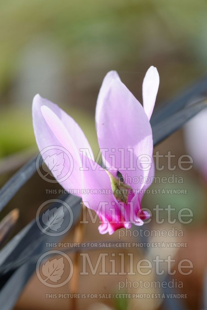 Cyclamen hederifolium (ivy-leaved cyclamen or sowbread) 2  