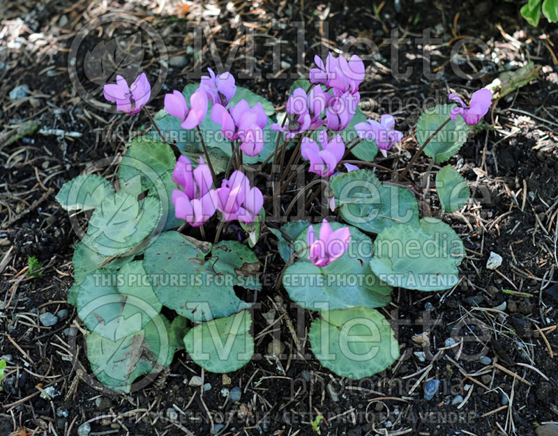 Cyclamen purpurascens (Cyclamen) 2 