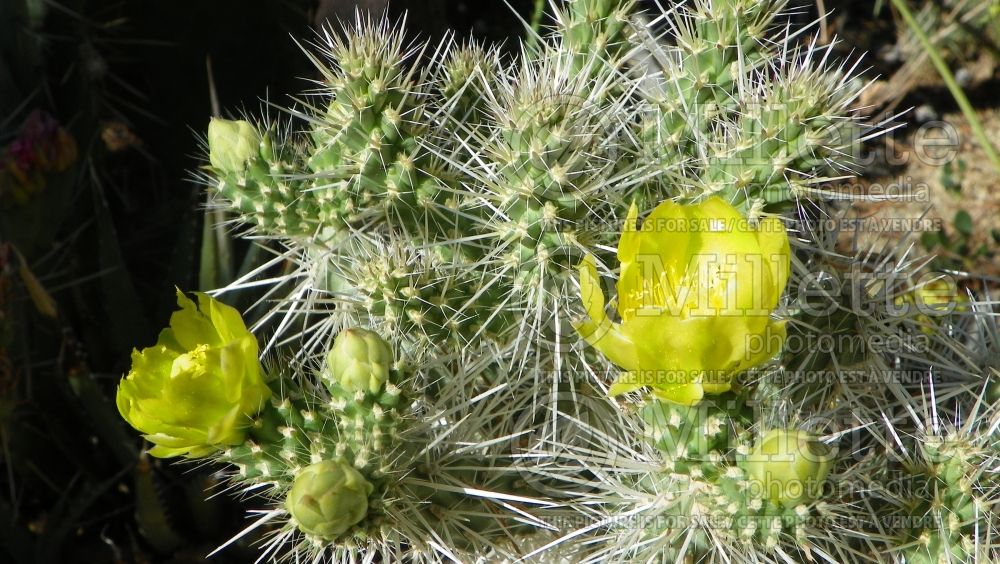 Cylindropuntia Snow Leopard (ornamental cholla) 1  