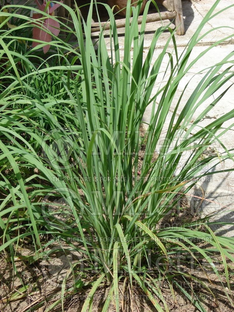 Cymbopogon citratus (Lemon grass or oil grass) 5 