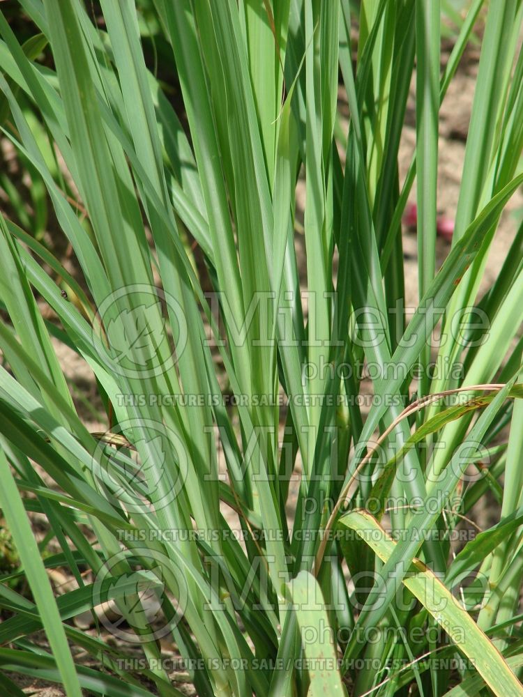 Cymbopogon citratus (Lemon grass or oil grass) 6 