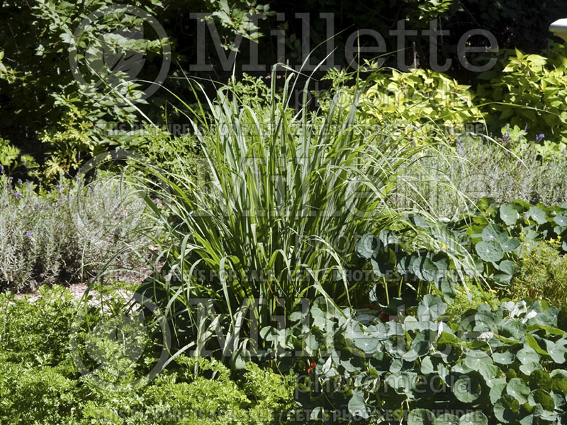 Cymbopogon nardus (Lemon grass or oil grass) 1 